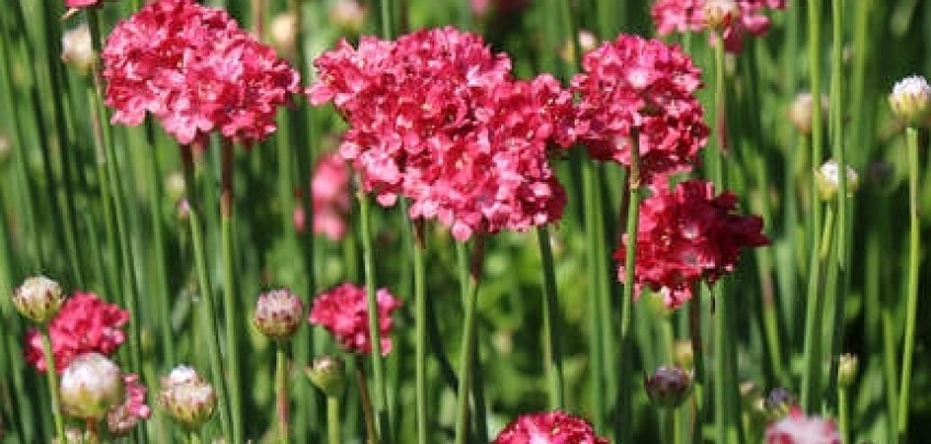 15 цветя за двора, които издържат при всякакви условия