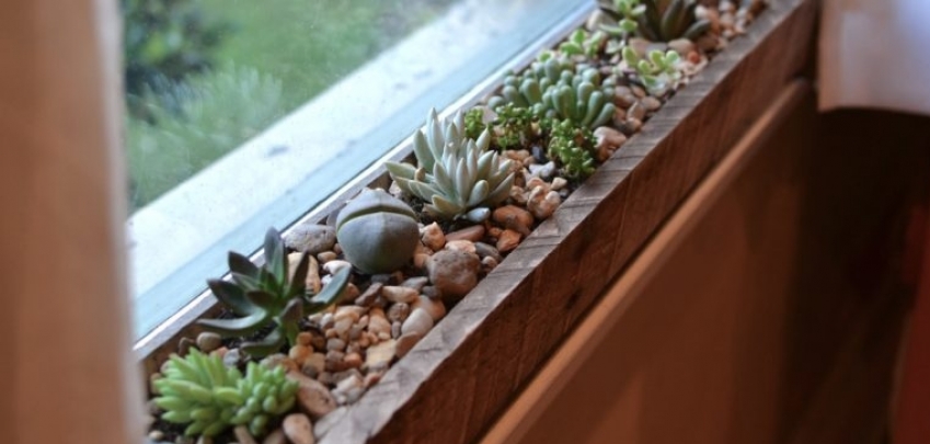 Малки растения, които може да сложите на прозореца
