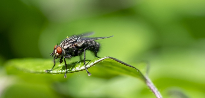 Бързи и естествени начини да избавите дома си от мухи 