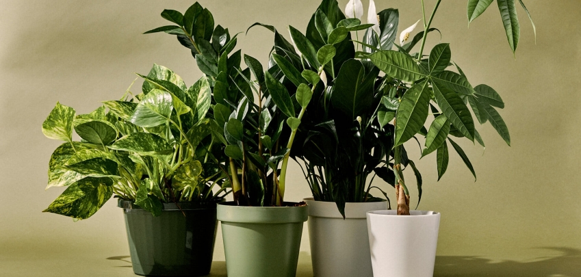 8 ароматни стайни растения 
