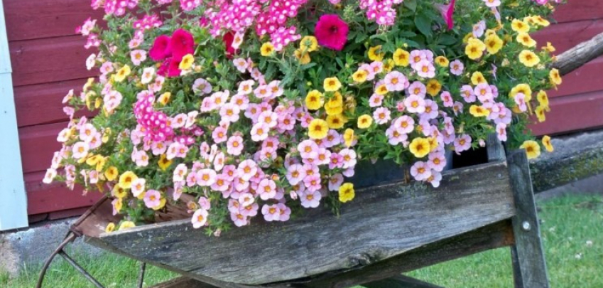 5 начина да аранжирате красиво цветята в градината