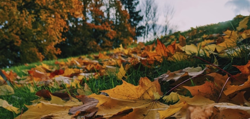 Защо не трябва да изхвърляте листата 