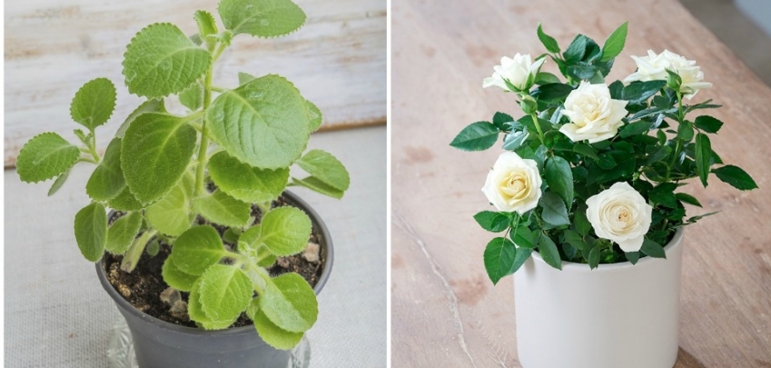 5 растения, които могат да премахнат лошите вибрации в дома