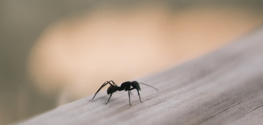 Как да се отървете от мравките у дома