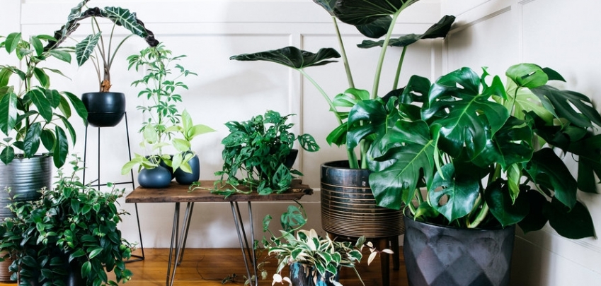 5 домашни растения, които ще запазят дома ви прохладен 
