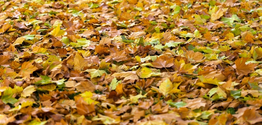 Ето как да използвате есенните листа в градината 