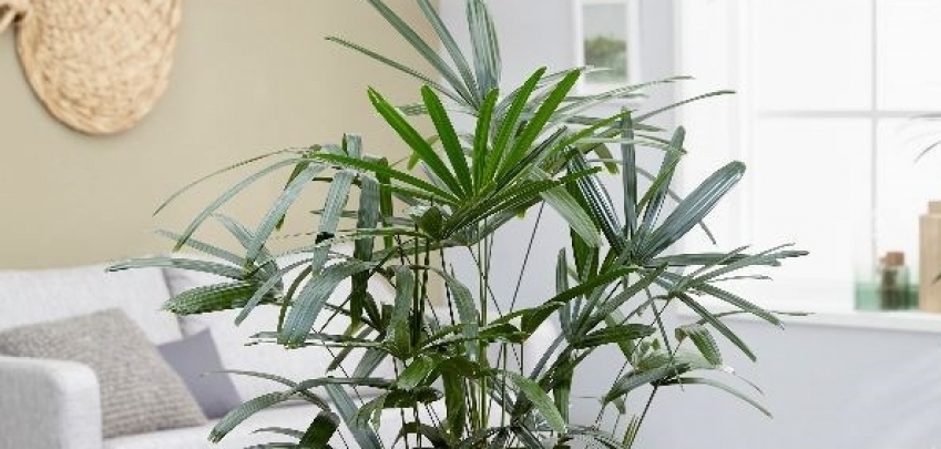 Тези растения ще ви помогнат срещу стреса и ще почистят въздуха