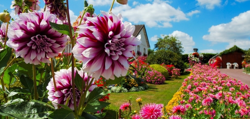 6 красиви цветя за вашата есенна градина 