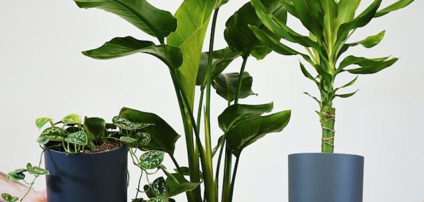 5 растения, които носят щастие в дома ви
