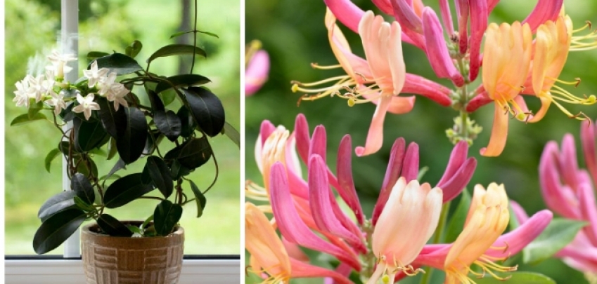 4 растения, които ще поддържат свежест в дома ви 