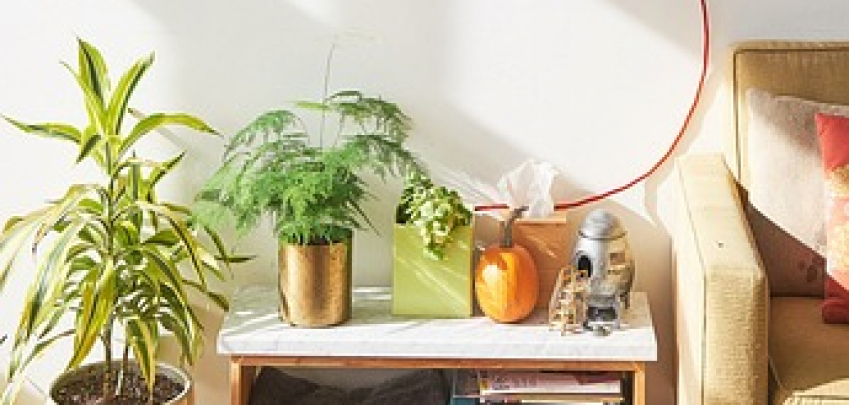 5 най-модерни растения тази есен