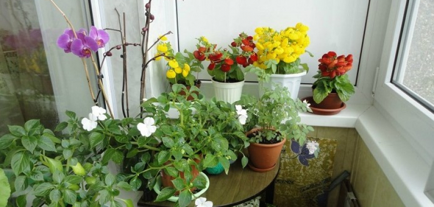 8 студоустойчиви растения, които могат да растат на закрития балкон