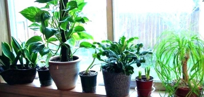 5 стайни растения, които се нуждаят от малко вода