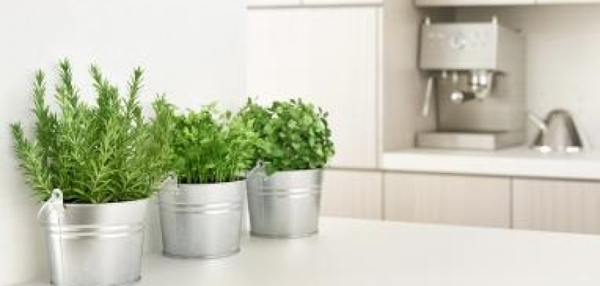 15 растения, които може да сложите в кухнята 