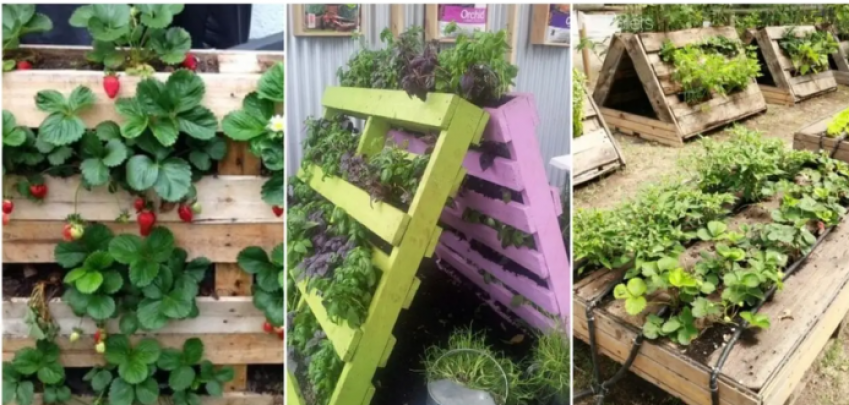 Как да създадете зеленчукова градина дори на малко парче земя  