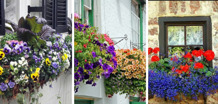 Домашно градинарство: да засадим цветя на балкона 