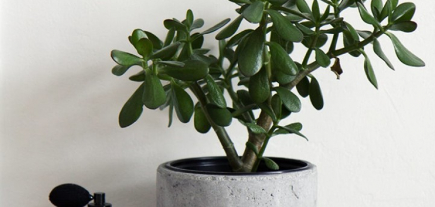 8 фън шуй растения за украса на вашия дом