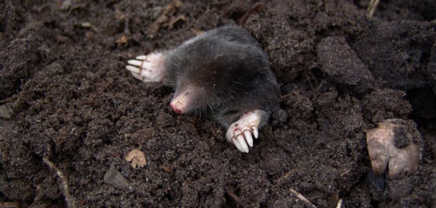 7 естествени решения, за да държите къртиците далеч от двора