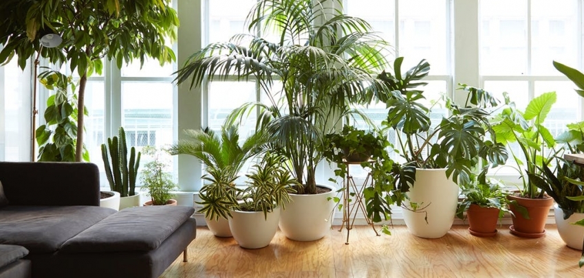 8 растения, които могат да оцелеят в градския апартамент