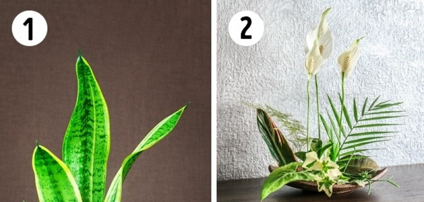 15-те най-добри растения за всяка стая в дома ви