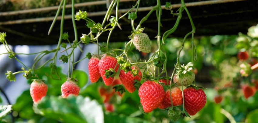 Как да си отгледаме ягоди на терасата? 