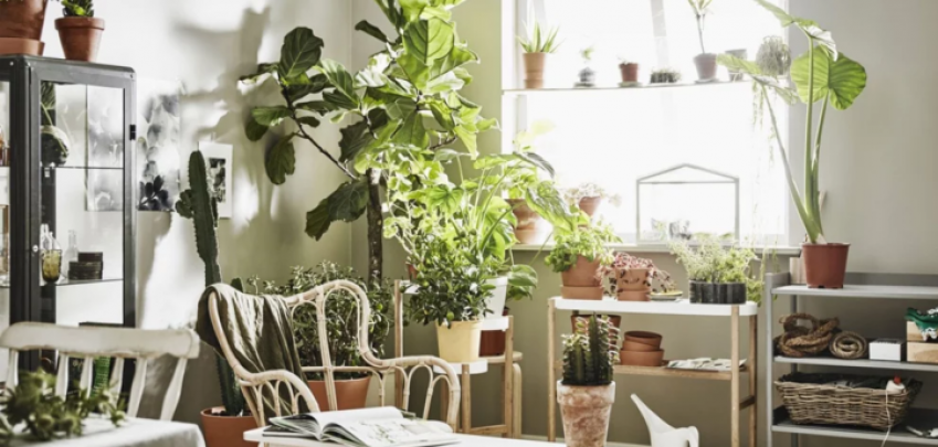 Растения в интериора: 7 идеи за домашна градина