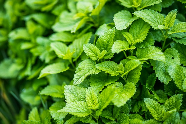 Стайни растения, които карат дома да ухае невероятно