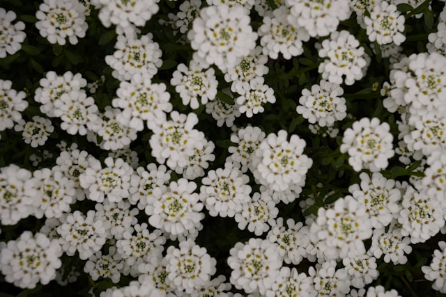 Лесни за поддръжка пролетни растения, които ще изпълнят двора с цвят