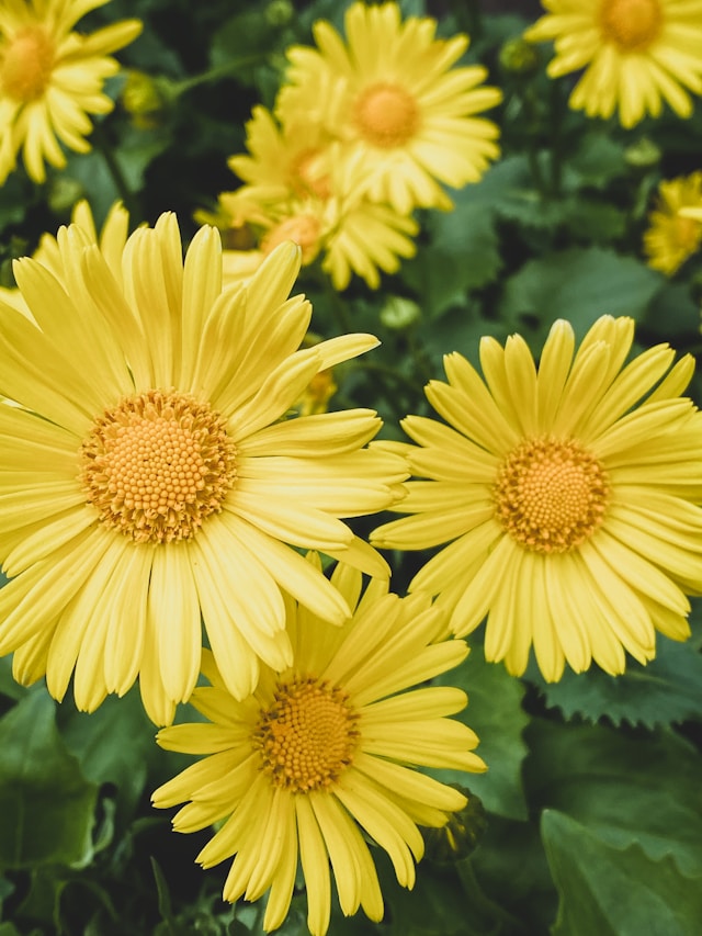 Лесни за поддръжка пролетни растения, които ще изпълнят двора с цвят