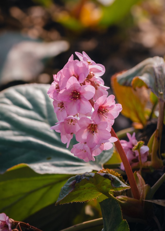 Лесни за поддръжка пролетни растения, които ще изпълнят двора с цвят