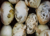 Мухъл по храната: кога може да се спаси и кога трябва да се изхвърли