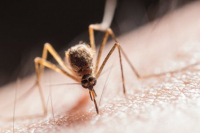 Как да предпазим дома си от комари през летния сезон