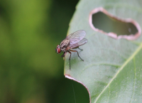 Миризми, които отблъскват мухи и мушици