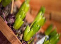 Луковици, които може да засадите още сега, за да имате пролетни цветове в края на зимата