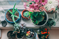 Как да поливаме стайни растения: 5 съвета
