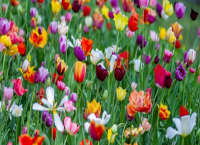 Лесни за поддръжка пролетни растения, които ще изпълнят двора с цвят